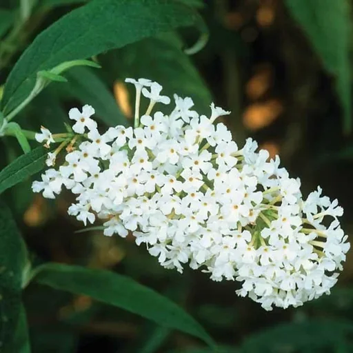 "Dwarf Buddleia Buzz Ivory (white) - Buddleja davidii - 7 L pot image"