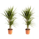 Flowering Dragon Tree - Dracaena Marginata - Large - 75-80cm - 2 Plants