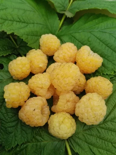 "Raspberry "Golden Everrest", 3.5L container image"