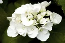 Hydrangea macrophylla white - 7 L pot 40-60 cm