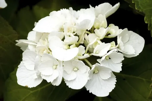 "Hydrangea macrophylla white - 7 L pot 40-60 cm image"