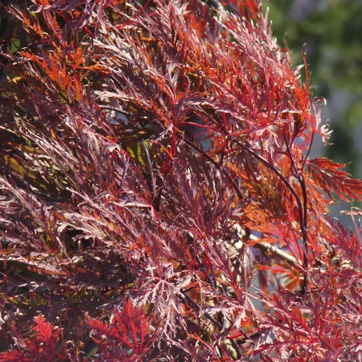 "Cut-leaf maple dark red Garnet - Acer palmatum - 4 L pot 30-40 cm image"