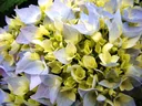 Hydrangea "Endless Summer", blue, 5 liter pot