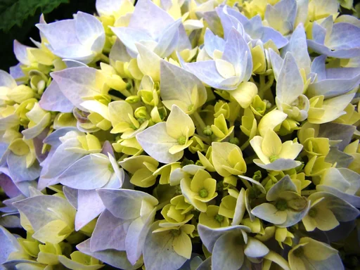 "Hydrangea "Endless Summer", blue, 5 liter pot image"
