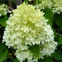 Panicle Hydrangea "Limelight" -S-, Hydrangea paniculata, 4.6 liter pot, 40-60 cm tall, set of 2