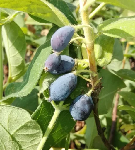 "Sib. Blaubeere "Blue Velvet", im 3,5L-Container image"