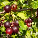 Jostaberry 3.5L container, cross between black currant and gooseberry