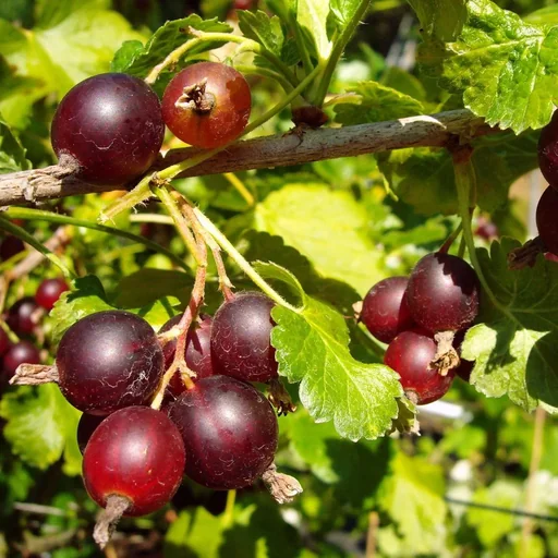 "Jostaberry 3.5L container, cross between black currant and gooseberry image"