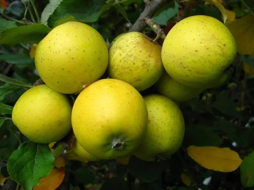 "Columnar apple "Ananasrenette", 7.5L container, firm, juicy, unique aroma image"