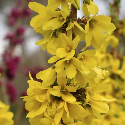 "Forsythia Mikador - Forsythia intermedia - 7.5 L pot. 60-80 cm image"