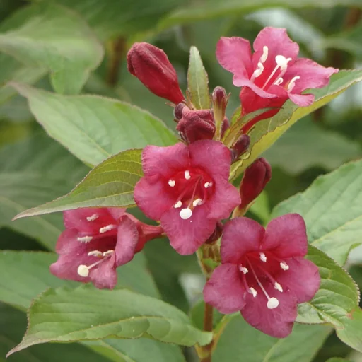 "Weigelie Bristol Ruby - Weigela - 12 L Topf 100-125 cm image"