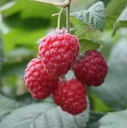 Raspberry "Glen Ample", 3.5L container