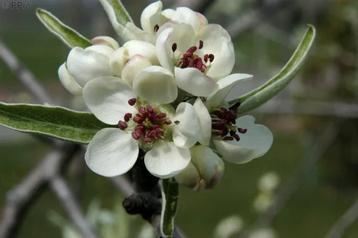 "Hanging wild pear Pyrus salicifolia Pendula - 7 L pot 80-100 cm image"