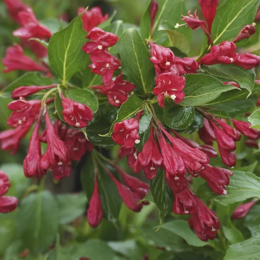 "Weigela Red Prince - 12 L pot 100-125 cm image"