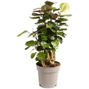 Flower top Aralia - Polyscias Fabian - Large - 55-65cm - 1 piece