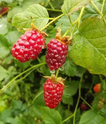 "Tayberry 3.5L container, cross between raspberry and blackberry image"