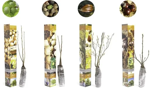 "Flower-up Set aus 4 Nusspflanzen 50-60 cm image"