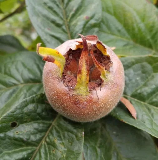 "Medlar "Rafzer Medlar", 7.5L Container image"