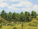 Deciduous trees, 16 pieces, 10 - 14 cm high