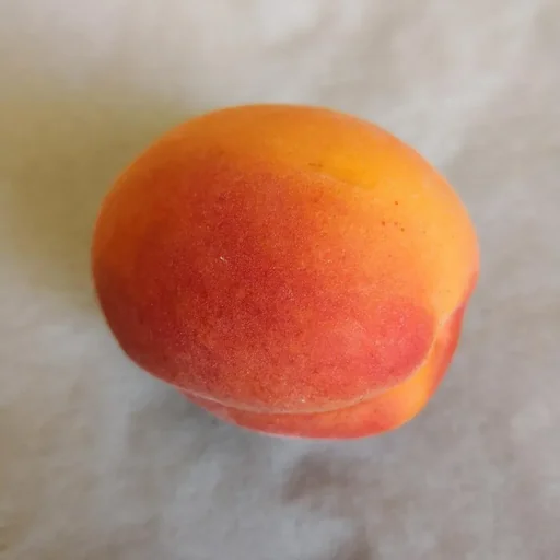 "Apricot "Mombacher Frühe", 7.5L container, juicy, image"