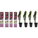Flowering Thunbergia set - 3 pieces - 30-38 cm