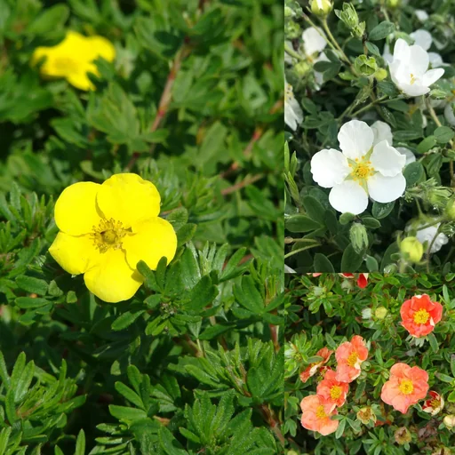 "Potentilla cinquefoil, varieties, 6 litre pot, set of 3, 1 x "Red Ace" red, 1 x "Kobold" yellow, 1 x "Abbotswood" white image"