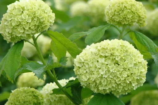 "Snowball common Roseum - Viburnum opulus - 12 L pot 100-125 cm image"
