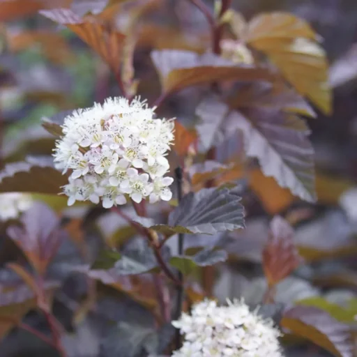 "Pheasant's Spiraea Lady in Red -R- - Physocarpus opulifolius - 12 L pot 100-125 cm image"