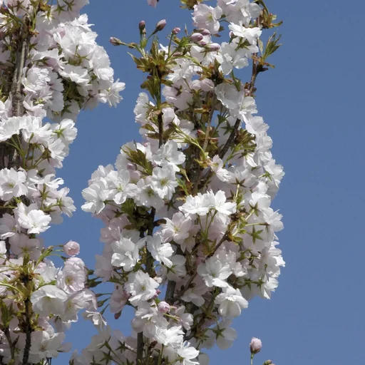"Japanese columnar cherry Prunus serrulata Amanogawa - 7 L pot 80-100 cm image"