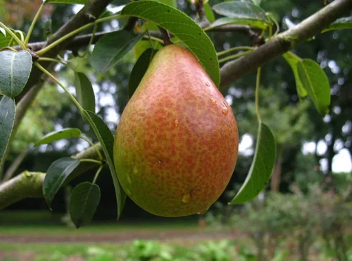 "Pear "Gute Luise" half-standard, in a 10L container, juicy sweet flesh with pleasant acidity image"