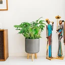 Flowering Philodendron Xanadu Large - 60-70Cm - 1 Piece
