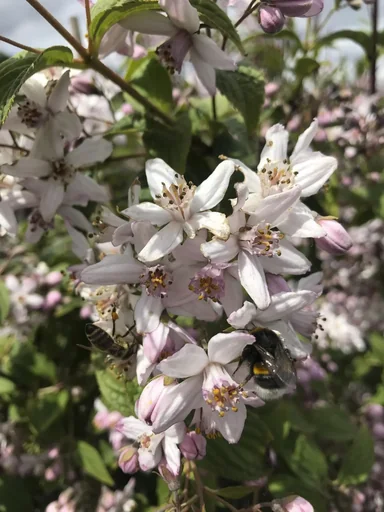 "Deutzia Mont Rose - Deutzia hybrida - 7.5 L pot 80-100 cm image"