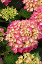 Hydrangea macrophylla red - 7.5 L pot 40-60 cm
