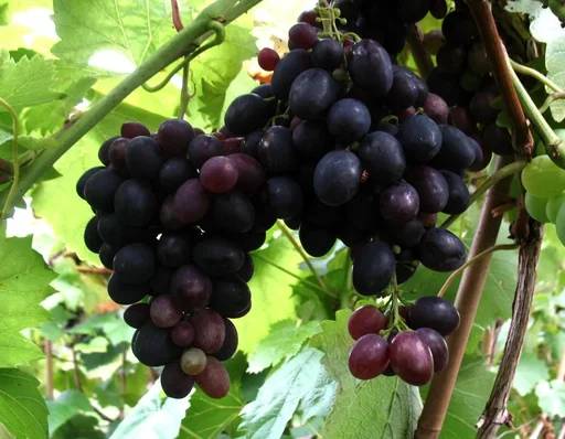 "Weinrebe "Kyoho", 3,5L-Container image"