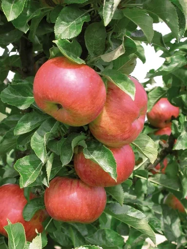 "Columnar apple "Sonata", 7.5L container, vigorous, juicy, scab-resistant image"