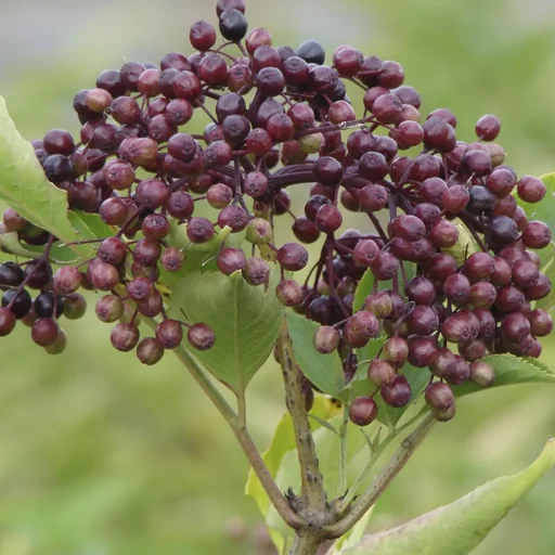 "Black elderberry Sambucus nigra - 7.5 L pot 80-100 cm image"