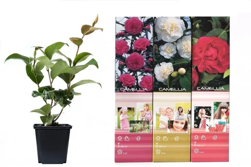 "Blooming set of 3 camellias 30-40 cm image"