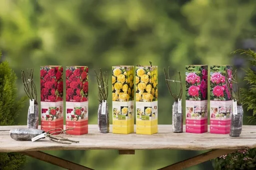 "Flower-up set of 4 climbing roses 30-40 cm image"