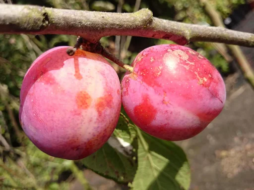 "Plum "Queen Victoria" bush, in 10-container, very frost hardy, honey-colored, juicy flesh image"