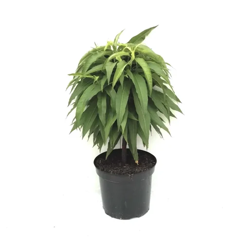 "Dwarf nectarine "Redgold", 7.5L container, juicy fruit, crisp and sweet-juicy image"