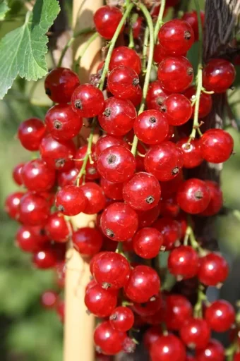 "Red currant "Jonkheer v. Tets" foot stem, in 4L container image"