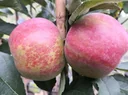 Apple "Idared + Dülmener" 2 varieties on one stem, in a 10L container