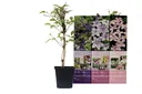 Flower-up 3er-Set Clematis 30-40 cm