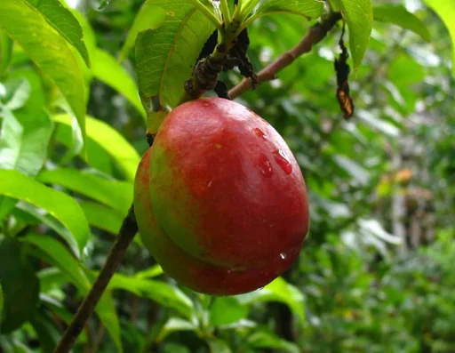 "Nectarine "Harco" Busch, 10L-Container, saftig, lecker image"