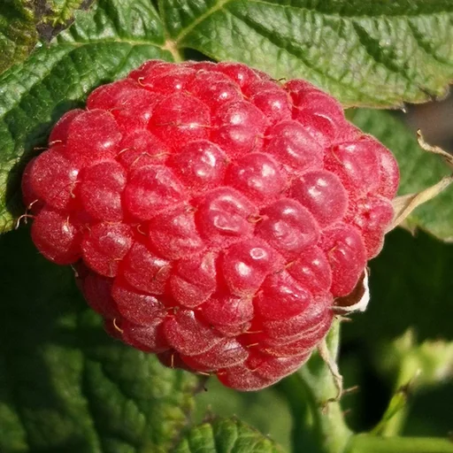 "Raspberry "Polana", 5L container image"