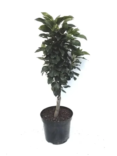 "Dwarf pear "Luisa", 7.5L container, juicy, white flesh image"