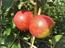 Apple "Red Boskoop" half-standard, in a 10L container