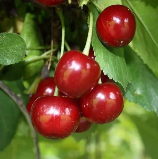 "Sour cherry "Schattenmorelle" half-stem, in a 10L container, very sour, easy to stone image"