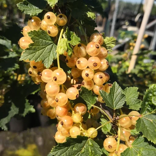 "Columnar currant white " Primus" column, in a 3.5L container image"