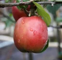 Apple "Gravensteiner" Spindelbusch, in a 5L container
